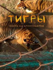 Тигры: Охота на браконьеров
